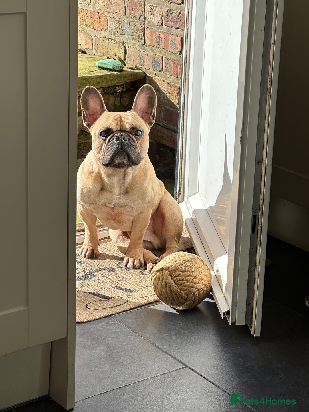 French Bulldog dogs for sale: Stanley  - Image 3