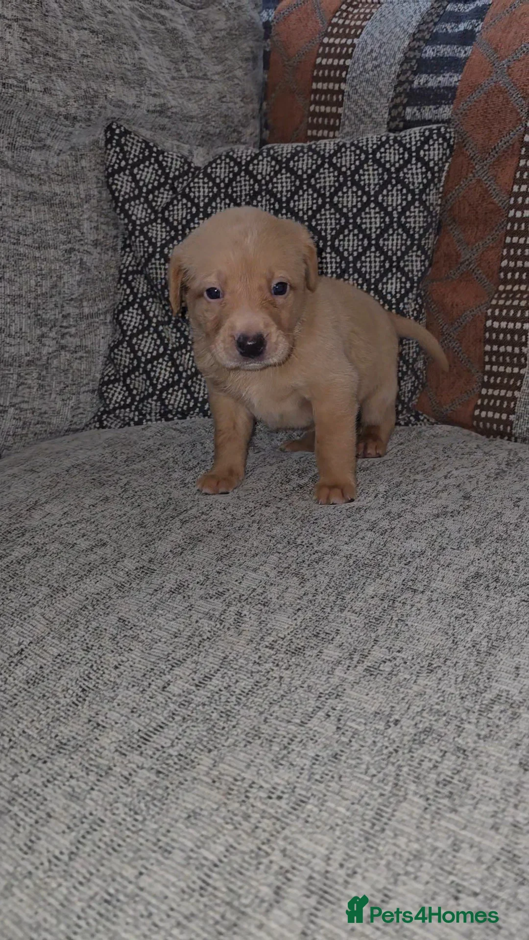 Labrador Retriever dogs for sale: 4 female Labrador Puppies  - Advert 2