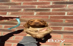 Cocker Spaniel dogs for sale: Cocker Spaniel puppies - Image 3