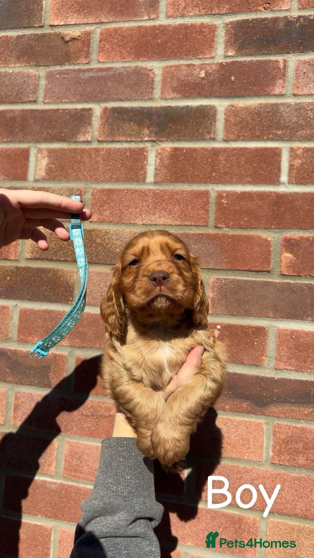 Cocker Spaniel dogs for sale: Cocker Spaniel puppies - Image 3