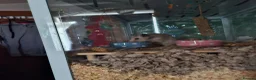 Hamster rodents for sale: Syrian Hamster + Bucastate Cage (Read Description) in Steyning - Advert 4