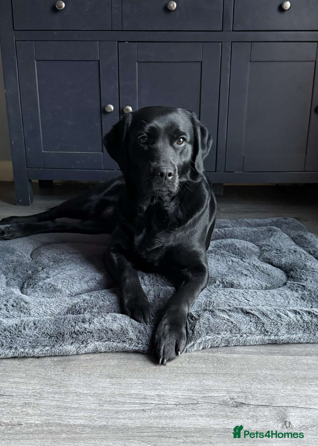 Goldador dogs for sale: Extensively health tested Goldador puppies due - Image 2