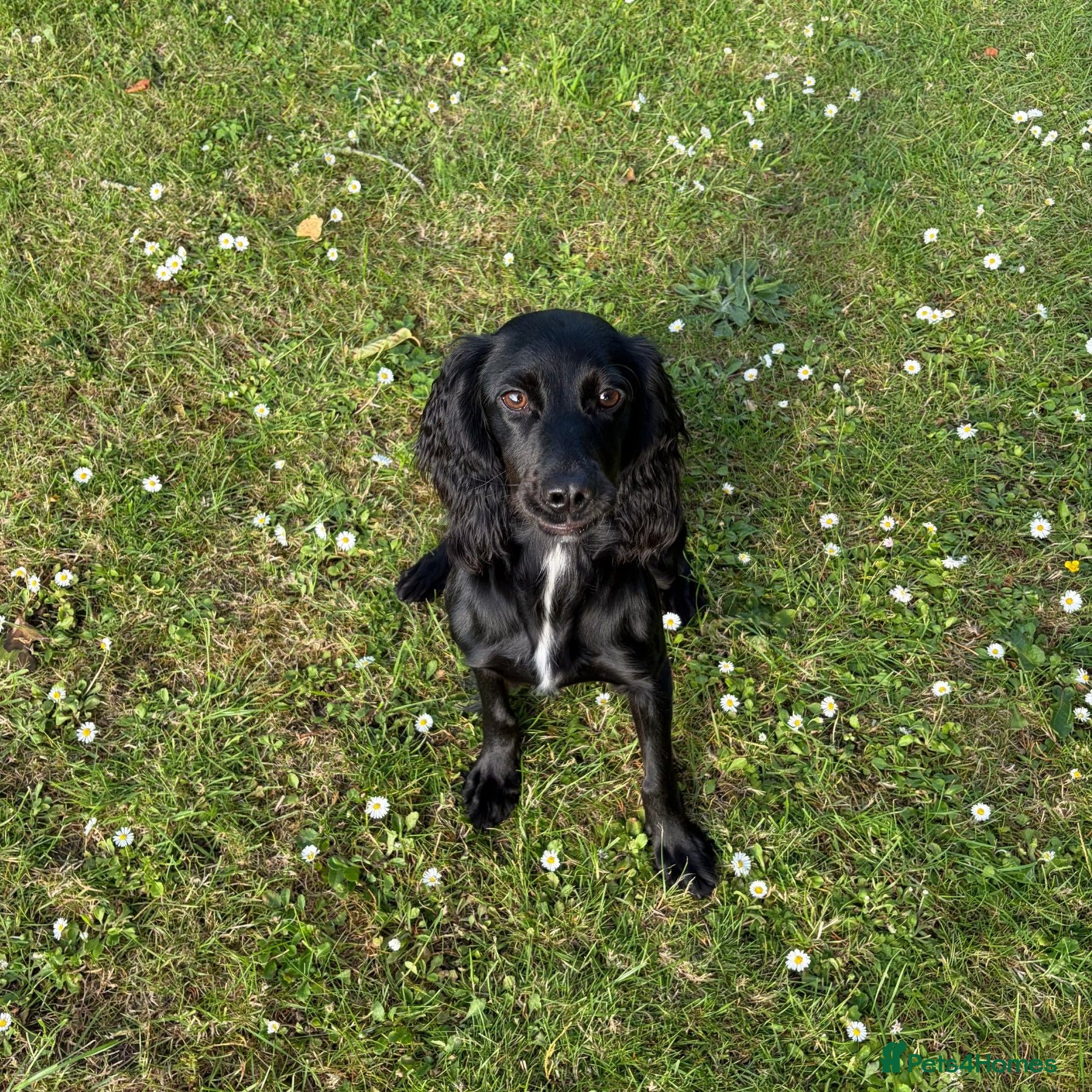 Cocker Spaniel dogs Female Cocker Spaniel - Advert 5
