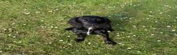 Cocker Spaniel dogs for sale: Female Cocker Spaniel in Llanerchymedd - Advert 1