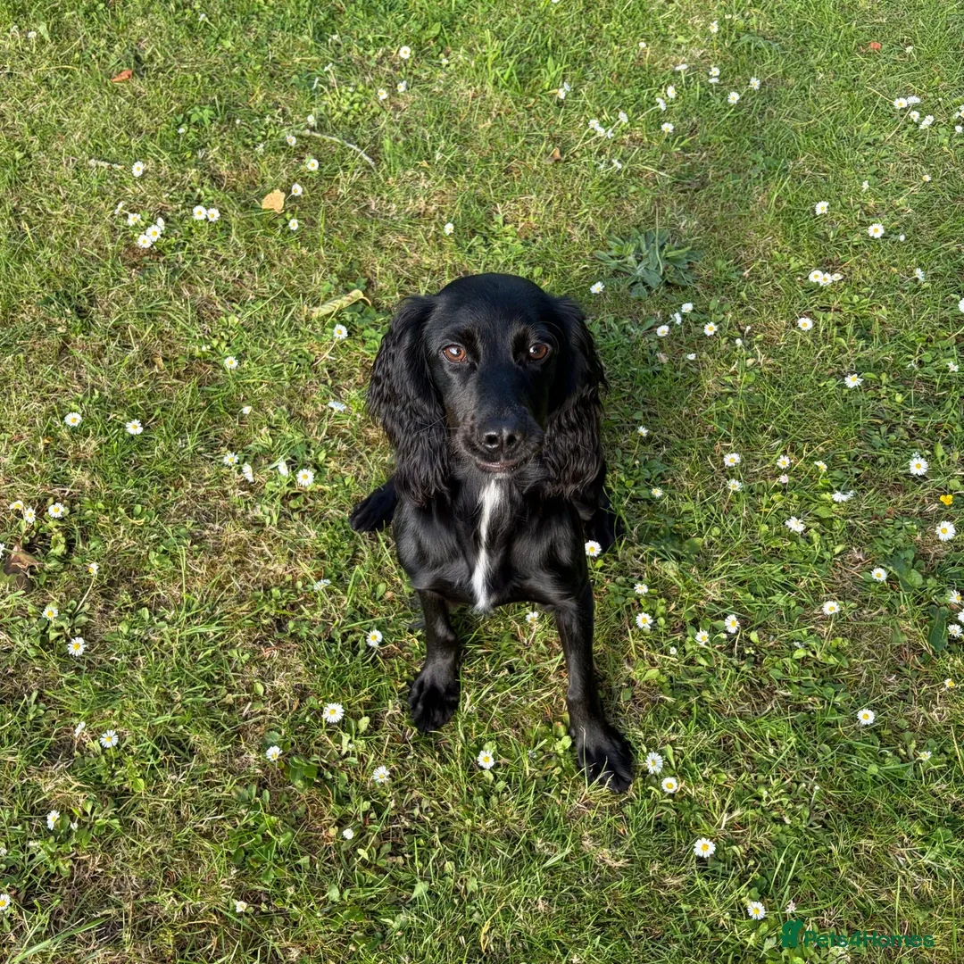 Cocker Spaniel dogs for sale: Female Cocker Spaniel in Llanerchymedd - Advert 1
