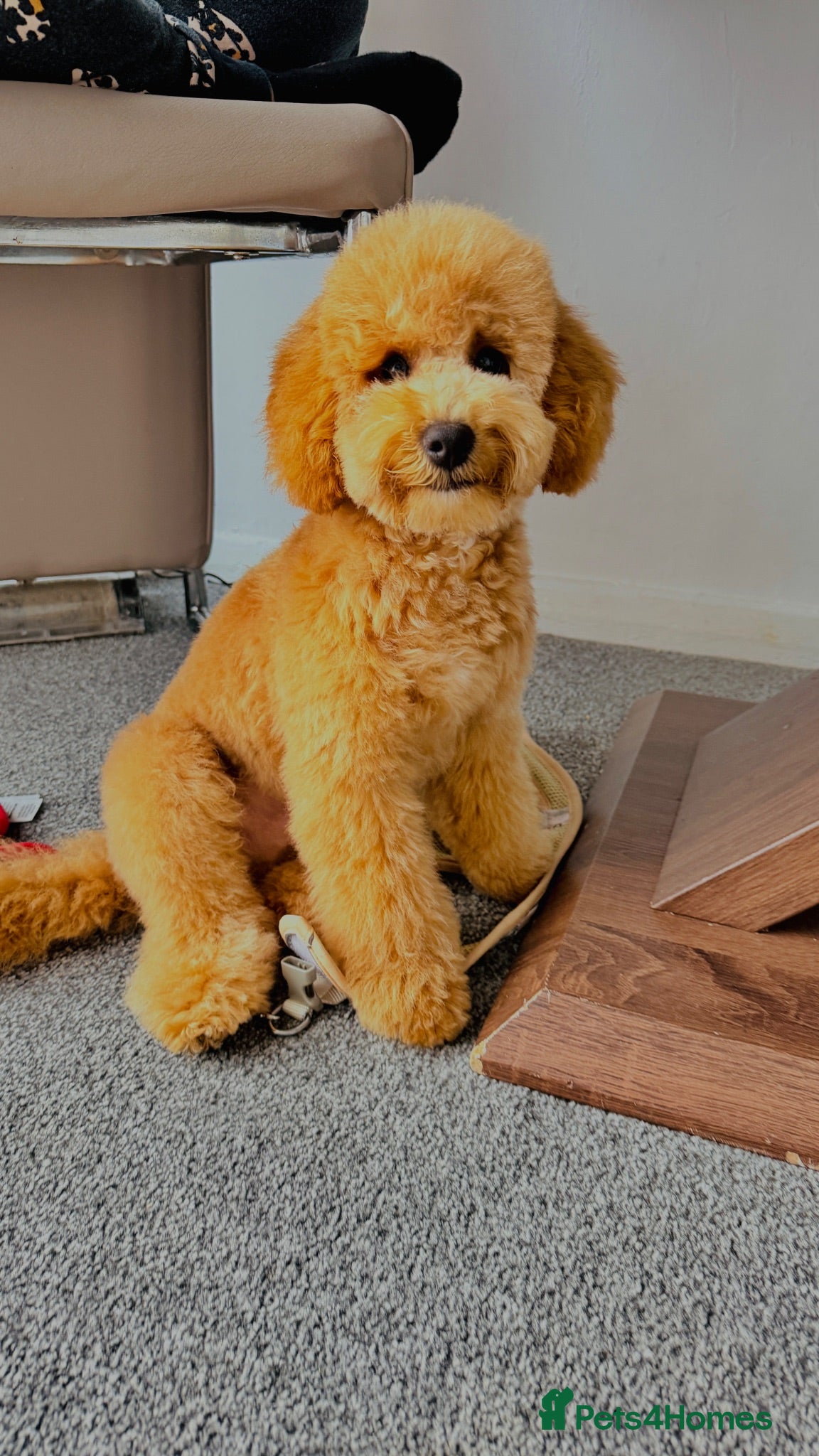 Cavapoo dogs     Looking for a Loving Forever Home for Simba  - Advert 1