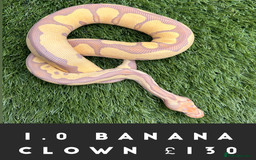 Python Snake reptiles for sale: Royal Pythons  - Image 5