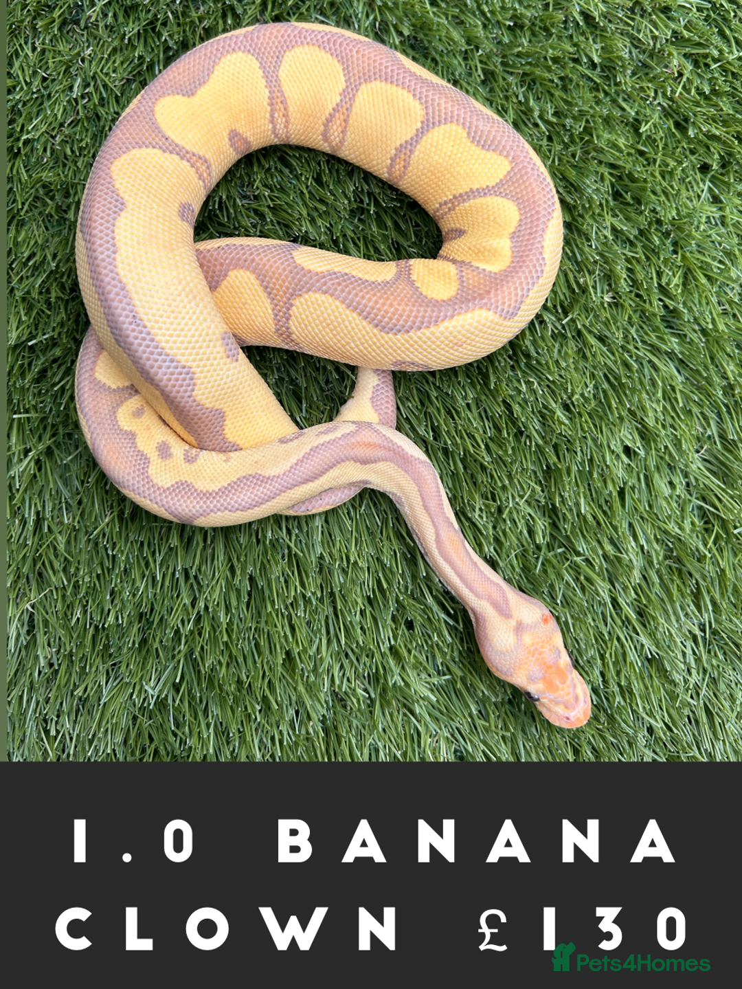 Python Snake reptiles for sale: Royal Pythons  - Image 5