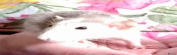 Rat rodents for sale: Baby rats! Mixed sexes and colours in Sheffield - Advert 7