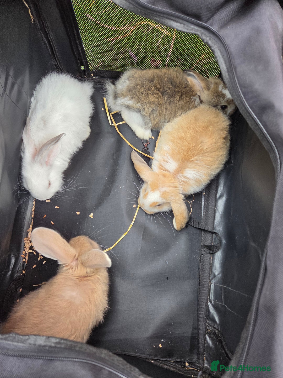 French Lop rabbits for sale: Giant french lops  - Image 4