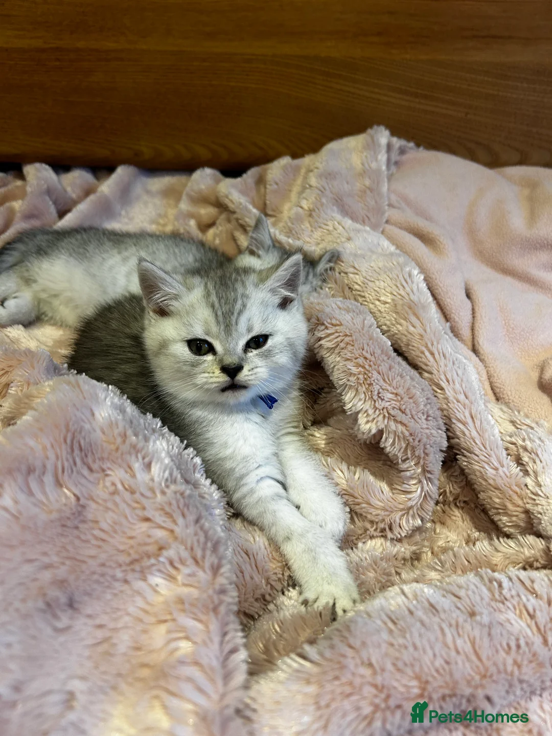 British Shorthair cats for sale: GCCF recommended breeder kittens BSH  - Advert 5