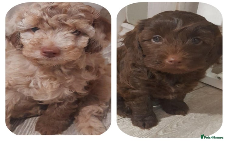 Cockapoo dogs - Advert 12