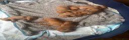 Hungarian Vizsla dogs for sale: Beautiful Vizsla puppies (DOB18/4) 3 girls, 3 boys in Twickenham - Advert 10