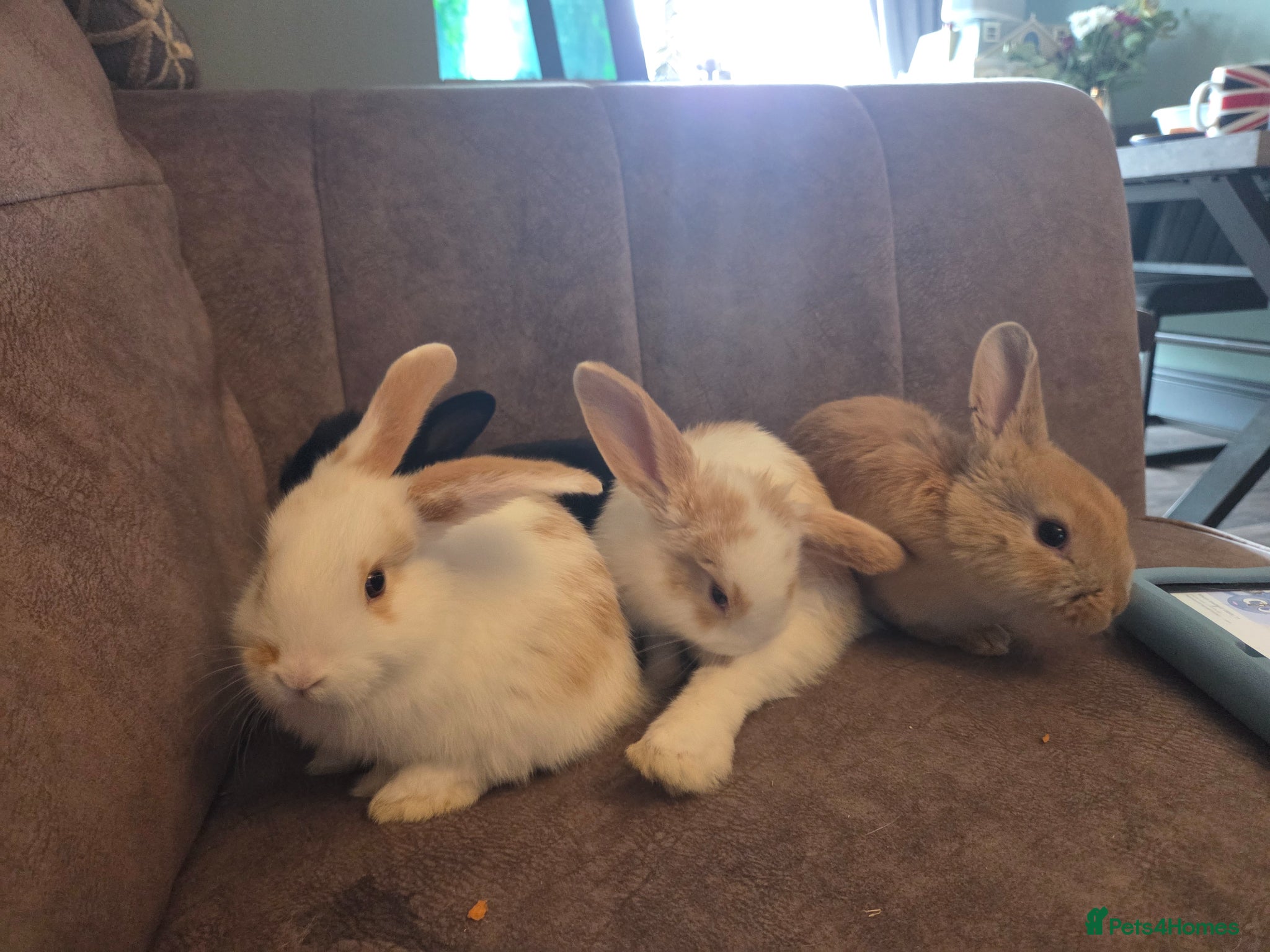 Mini Lop rabbits Mini lop rabbits ready now - Advert 1