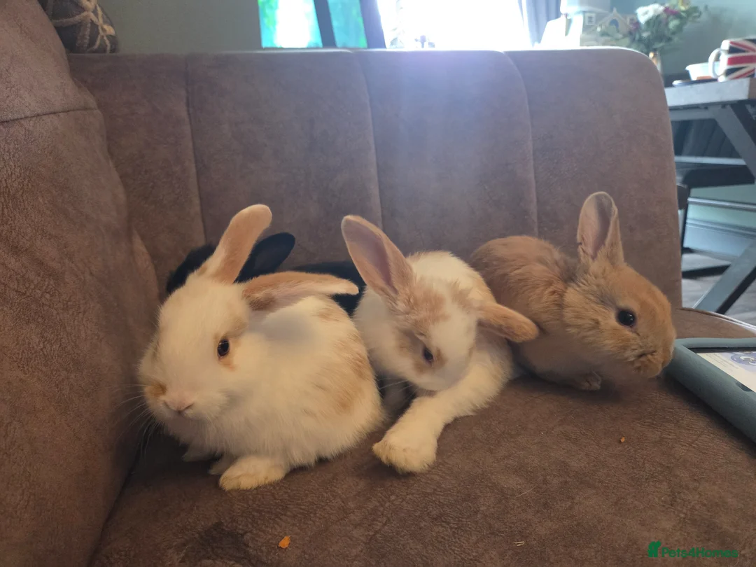 Mini Lop rabbits for sale: Mini lop rabbits ready now - Advert 1