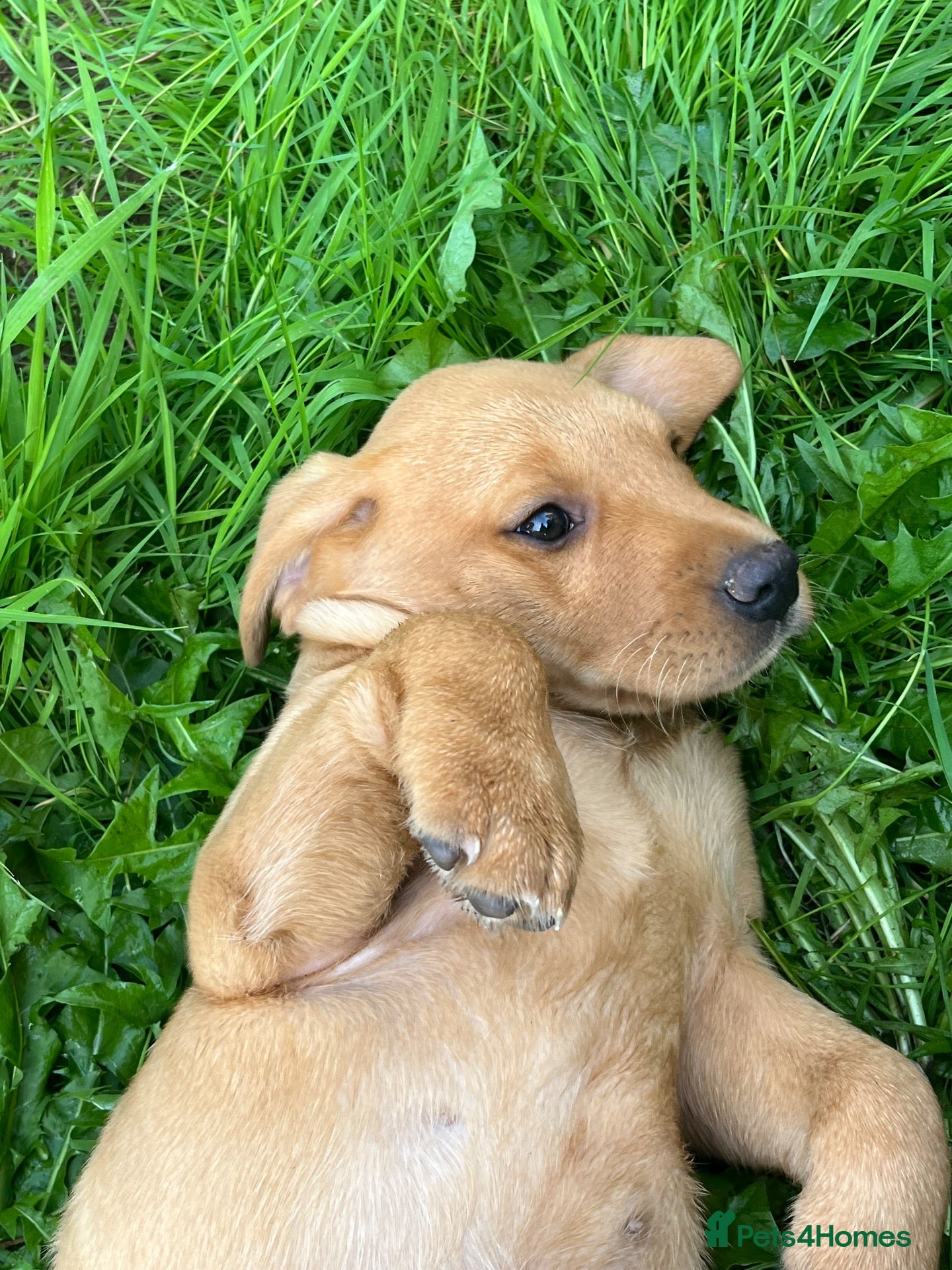 Labrador Retriever dogs KC fox red puppies - Advert 1
