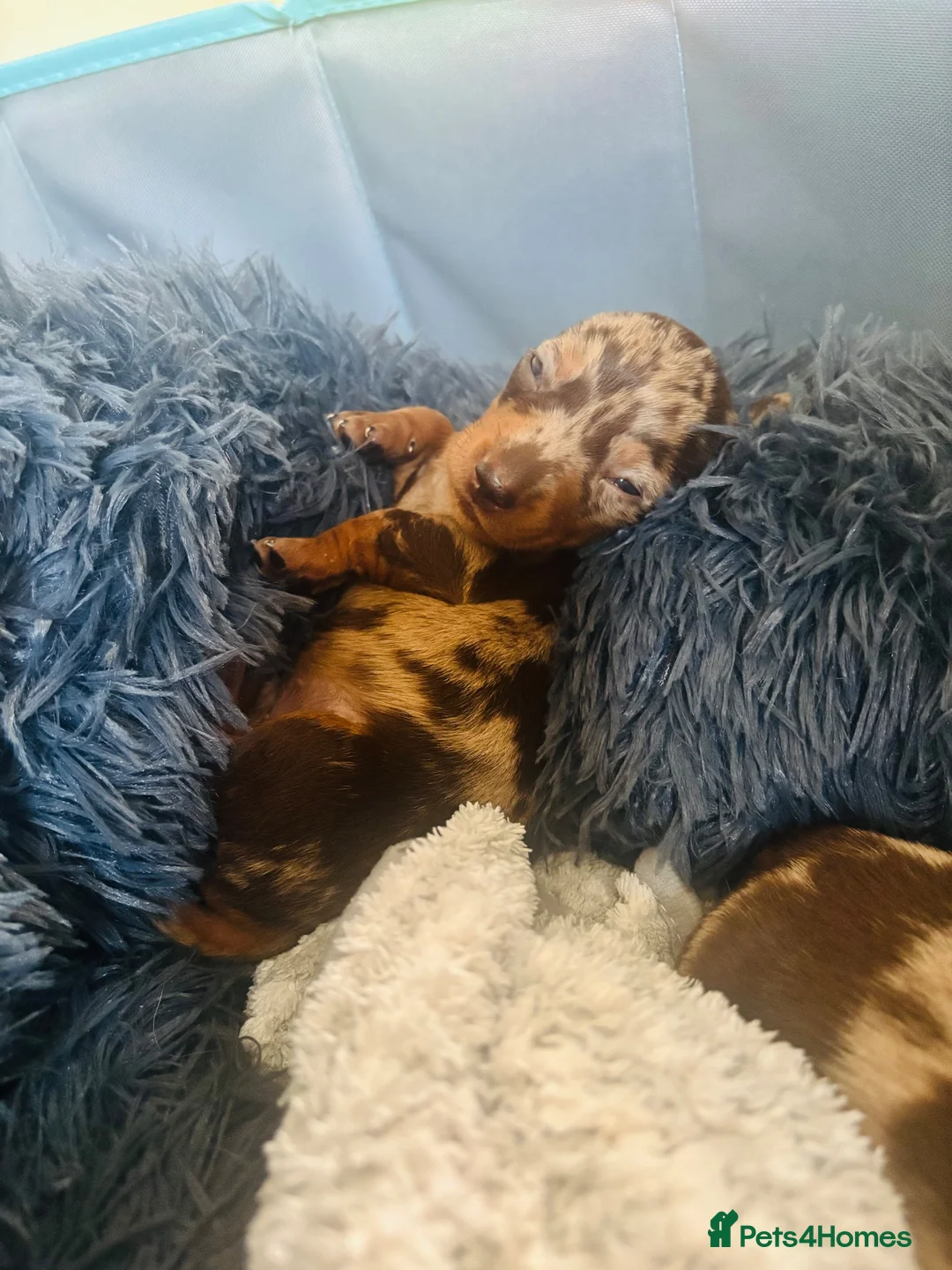 Miniature Dachshund dogs for sale: Beautiful dapple miniature dachshund puppies  in Whitby - Advert 7