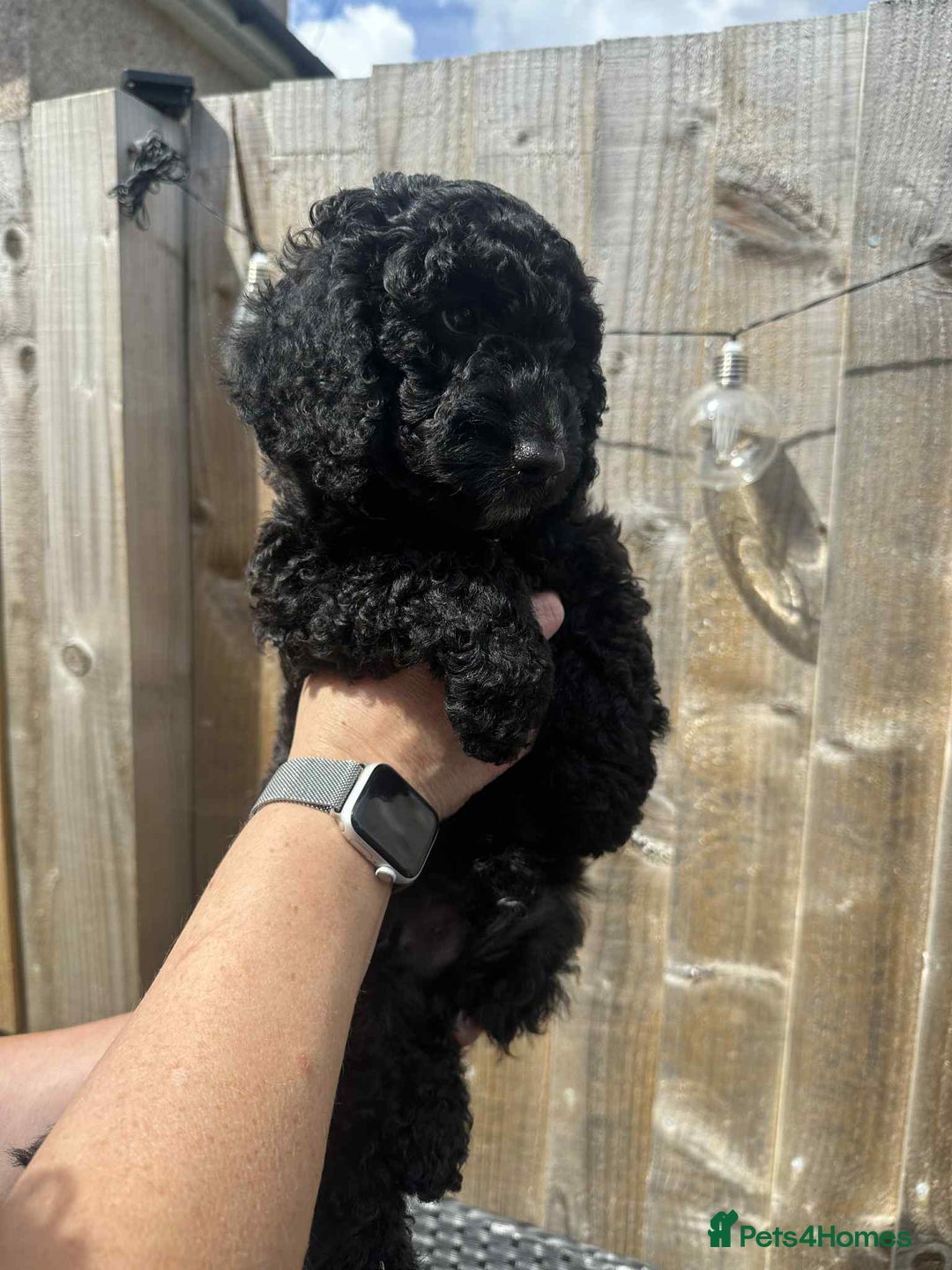 Cockapoo dogs for sale: Boni’s F1b pups, 2 little ones available 🖤🖤 - Image 20