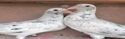 Pigeons birds for sale: Piegons in London - Advert 15