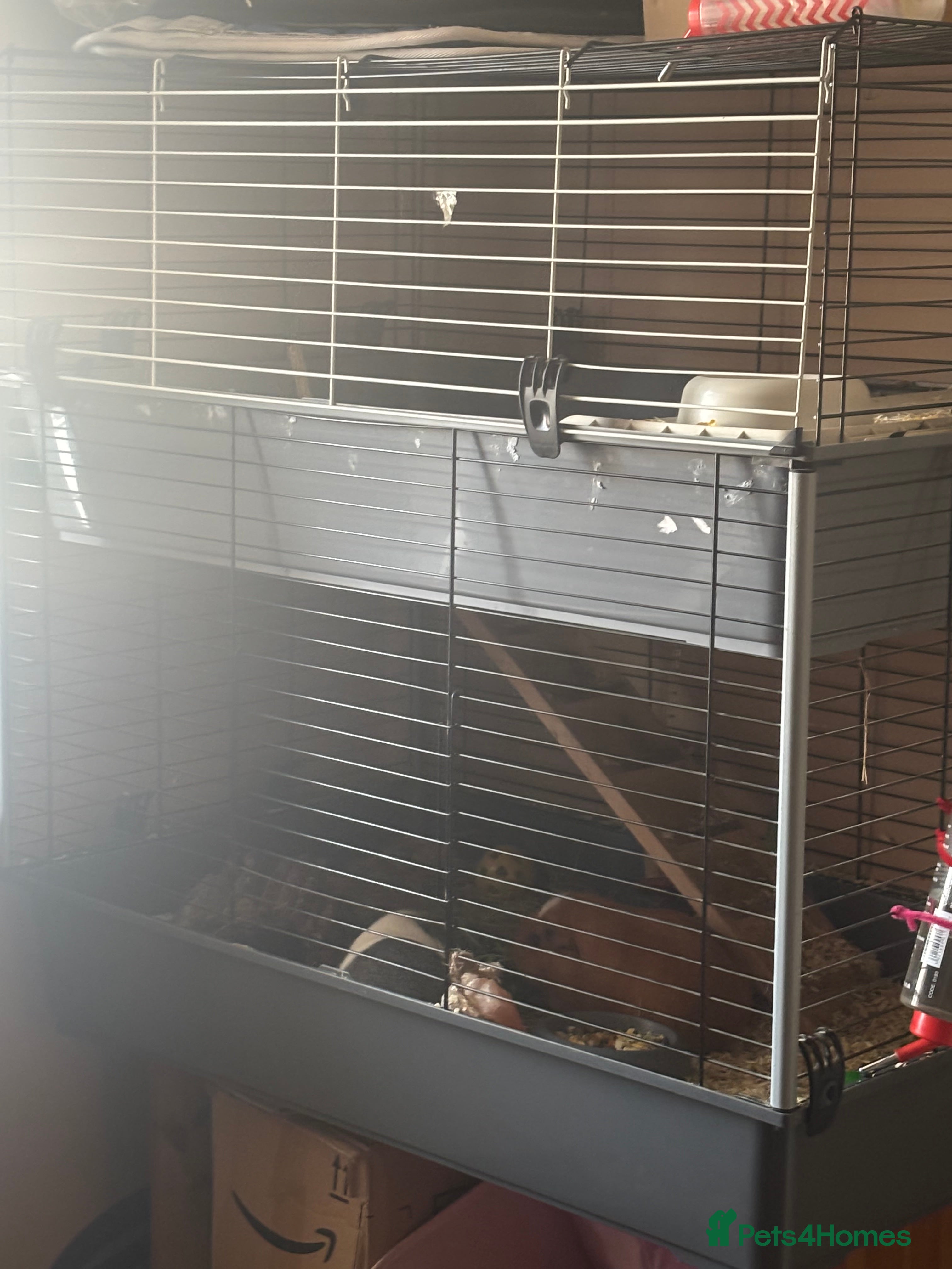 Mixed Breed rabbits Guinea pigs  in Mountain Ash - Advert 1