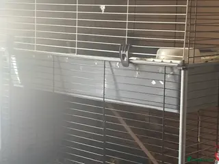 Mixed Breed rabbits Guinea pigs in Mountain Ash - Advert 1