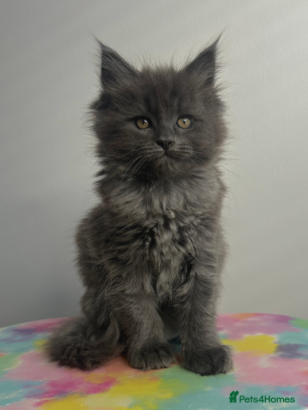 Maine Coon cats for sale: Beautiful Maine Coon x Ragdoll kittens 😻 - Image 5