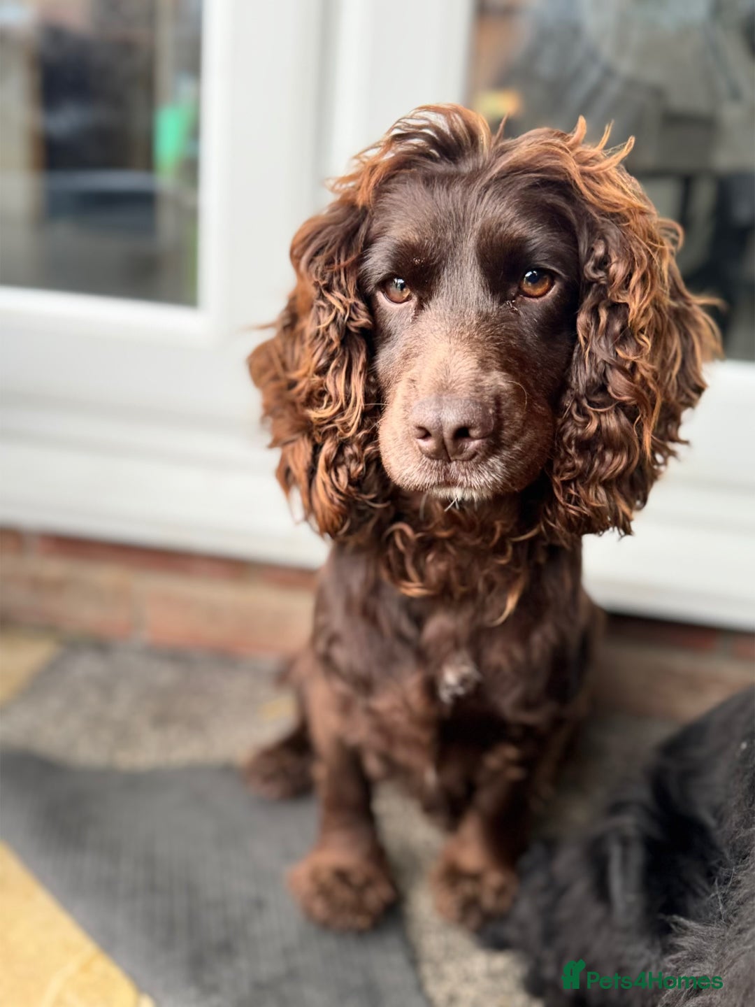 Cocker Spaniel dogs for sale: Cocker spaniel  - Advert 6