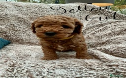 Cockapoo dogs for sale: F1 Golden Cockerpoo puppies - Image 6