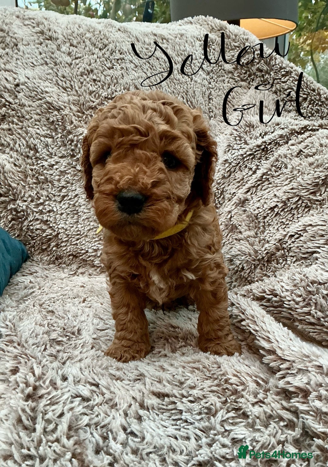 Cockapoo dogs for sale: F1 Golden Cockerpoo puppies - Image 6