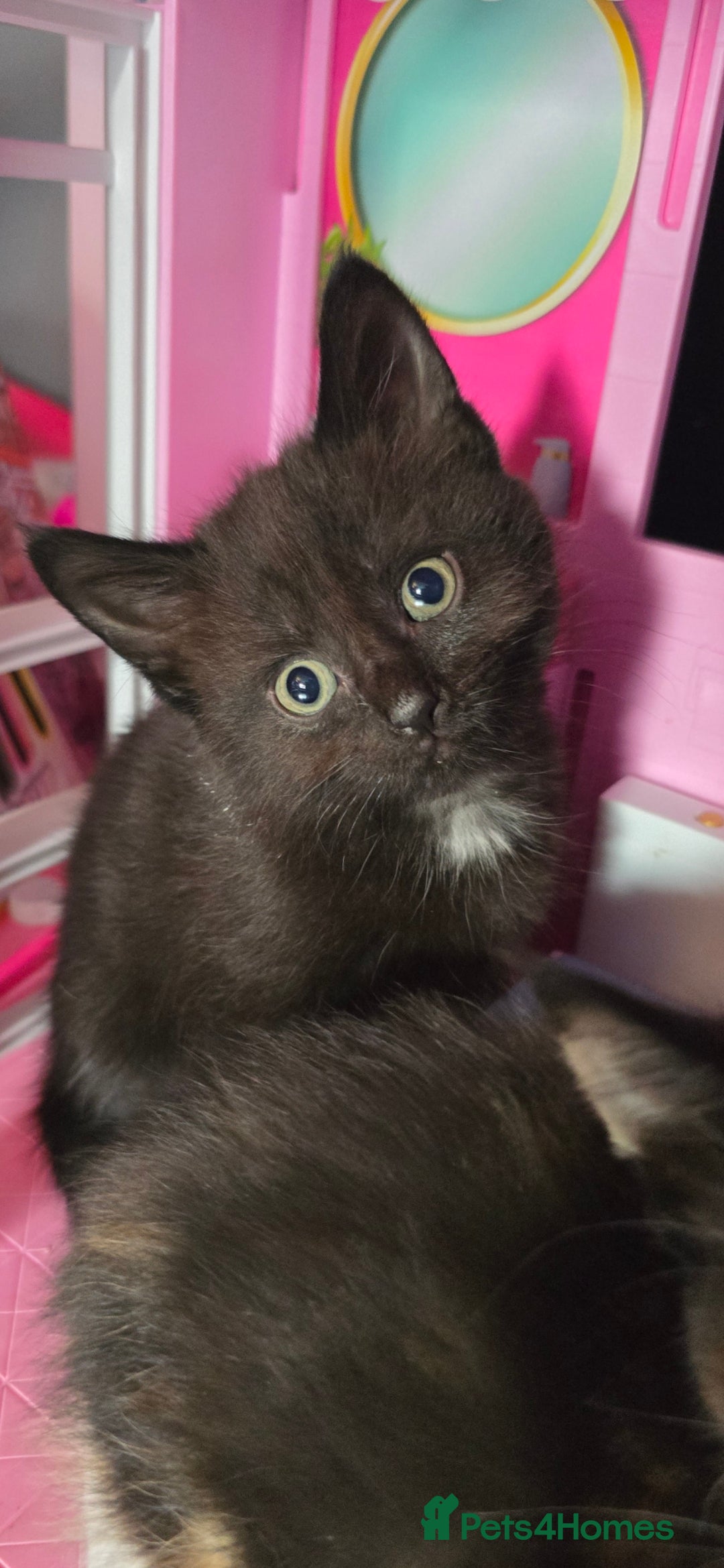 Mixed Breed cats for sale: Kittens ready now - Image 2
