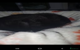 Mini Lop rabbits for sale: Mini lop/mini lion lop - Image 2