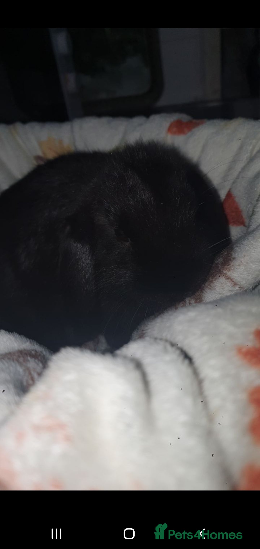 Mini Lop rabbits for sale: Mini lop/mini lion lop - Image 2