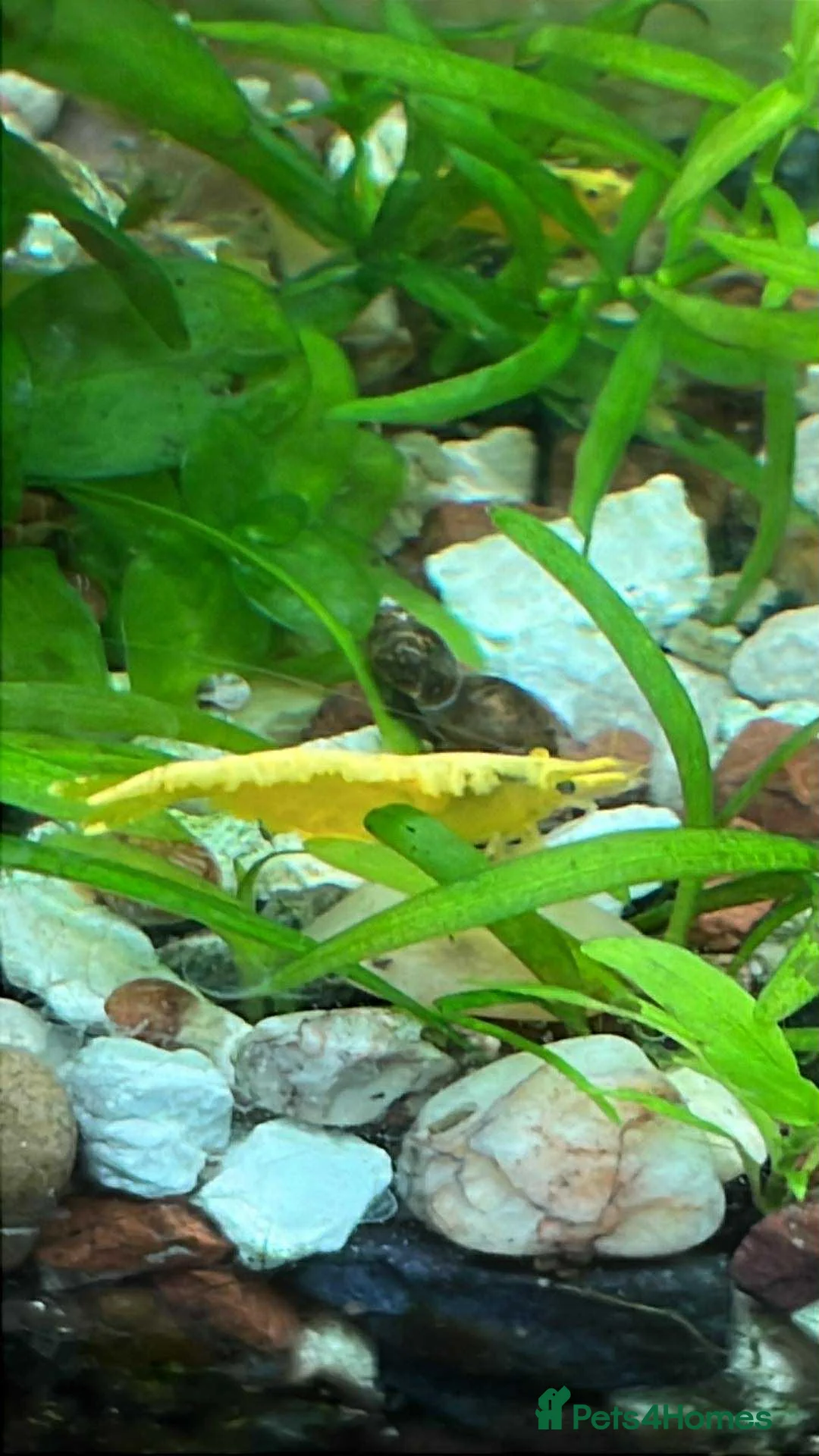 Shrimps fish for sale: Black, red, and yellow freshwater shrimp  - Advert 1