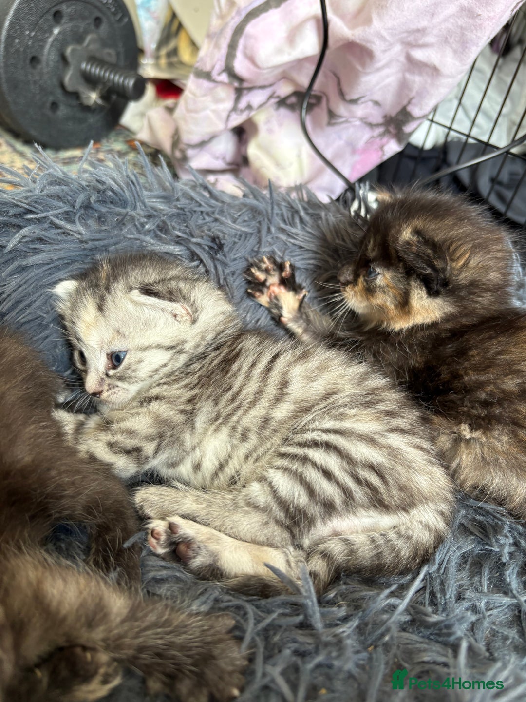 Bengal cats for sale: Beautiful half bengal kittens  - Image 30