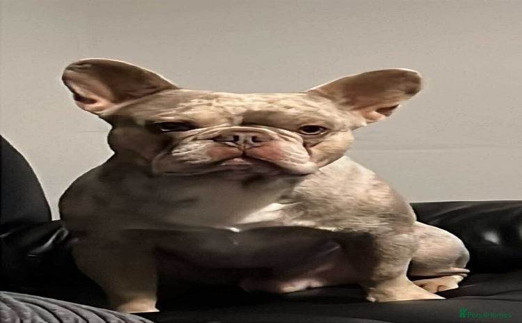 French Bulldog dogs - Advert 1