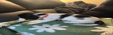 English Springer Spaniel 7