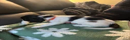 English Springer Spaniel dogs for sale: Beautiful litter 9 English Springer Spaniel pups - Advert 25