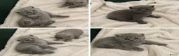 British Shorthair cats for sale: Beautiful kittens ready to reserve  - Advert 2