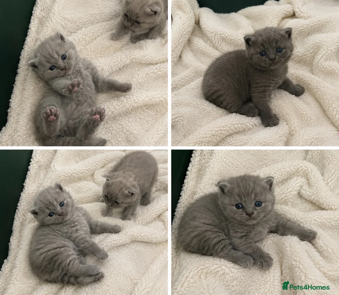 British Shorthair cats for sale: Beautiful kittens ready to reserve  - Advert 2