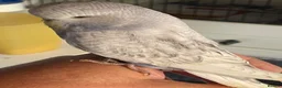 Budgerigars birds for sale: Tame baby budgies - Advert 14