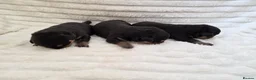 Rottweiler dogs for sale: Healthy & Chunky Family Raised Rottweiler Puppies - Advert 10