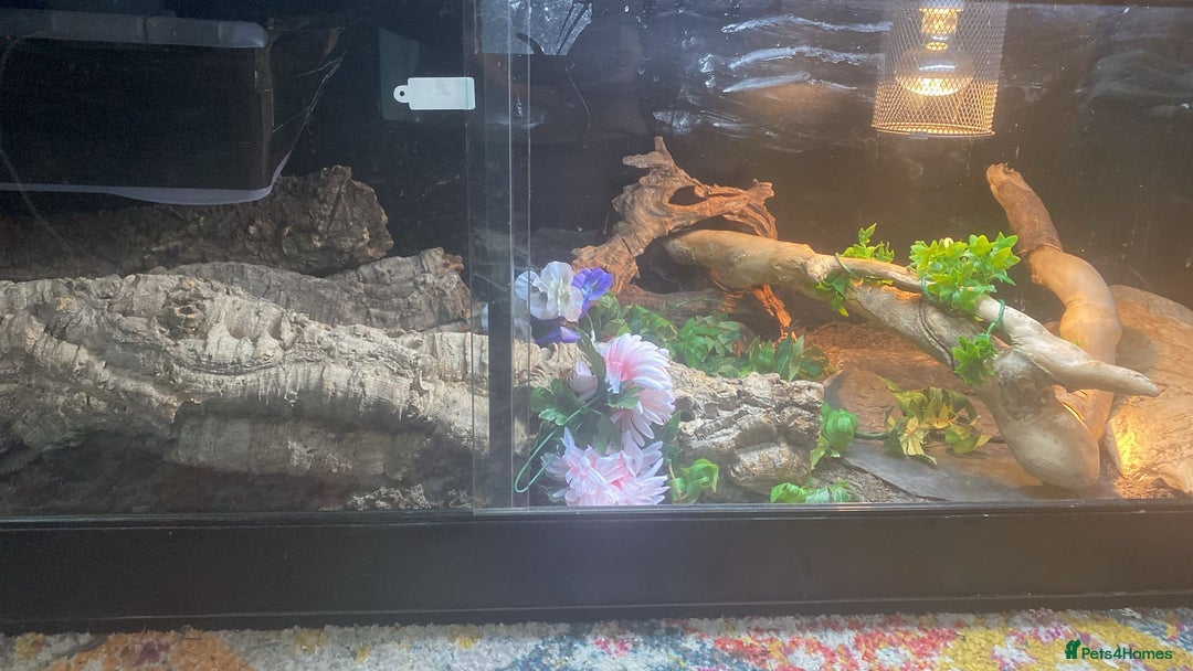 Corn Snake reptiles for sale: Corn Snake  - Image 4