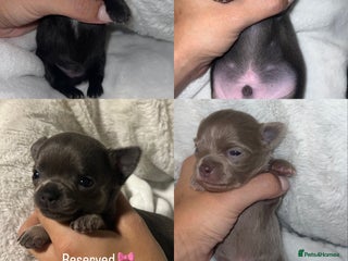 Chihuahua dogs Stunning Chihuahua Puppies ⭐️ - Advert 15