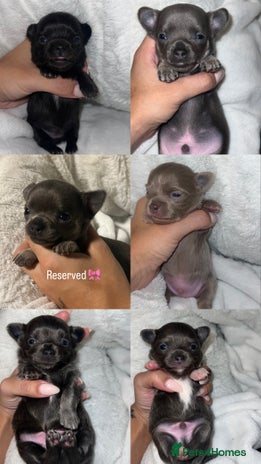 Chihuahua dogs Stunning Chihuahua Puppies ⭐️ - Advert 2