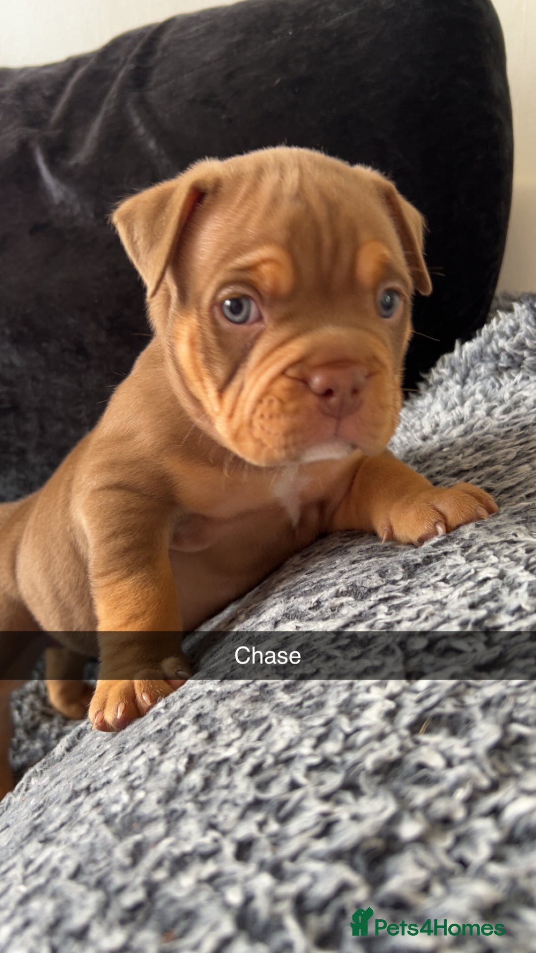 American Bully dogs for sale: Stunning pocket bullie’s  - Image 24