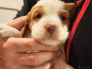 Cocker Spaniel dogs (Only 1 left) Working Cocker Spaniel Pups F1B - Advert 11