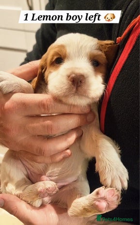 Cocker Spaniel dogs (Only 1 left) Working Cocker Spaniel Pups F1B - Advert 1