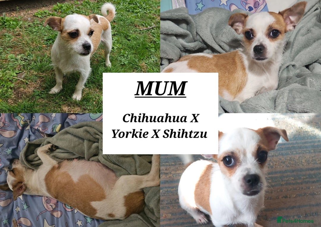 Mixed Breed dogs for sale: Beautiful Chihuahua Cross Puppies - Advert 2