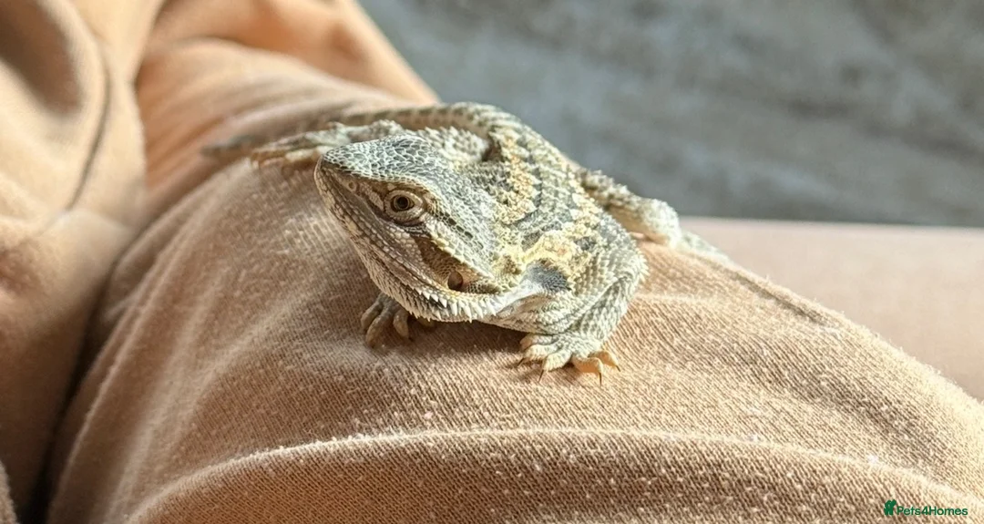 Bearded Dragon reptiles for sale: Bearded dragon  - Advert 2