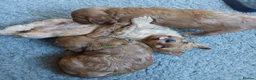 Cockapoo dogs for sale: F2 Cockapoos  - Advert 5
